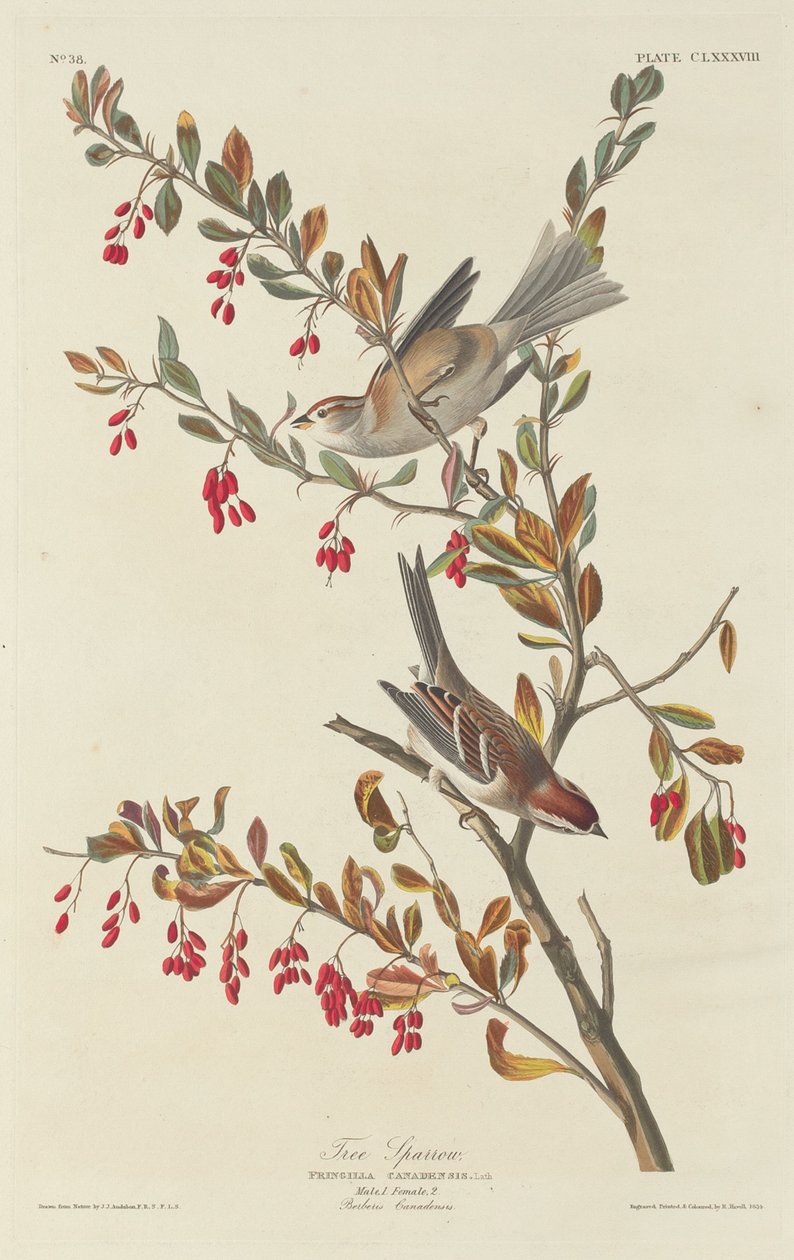 Wróbel, 1834. autorstwa Robert Havell
