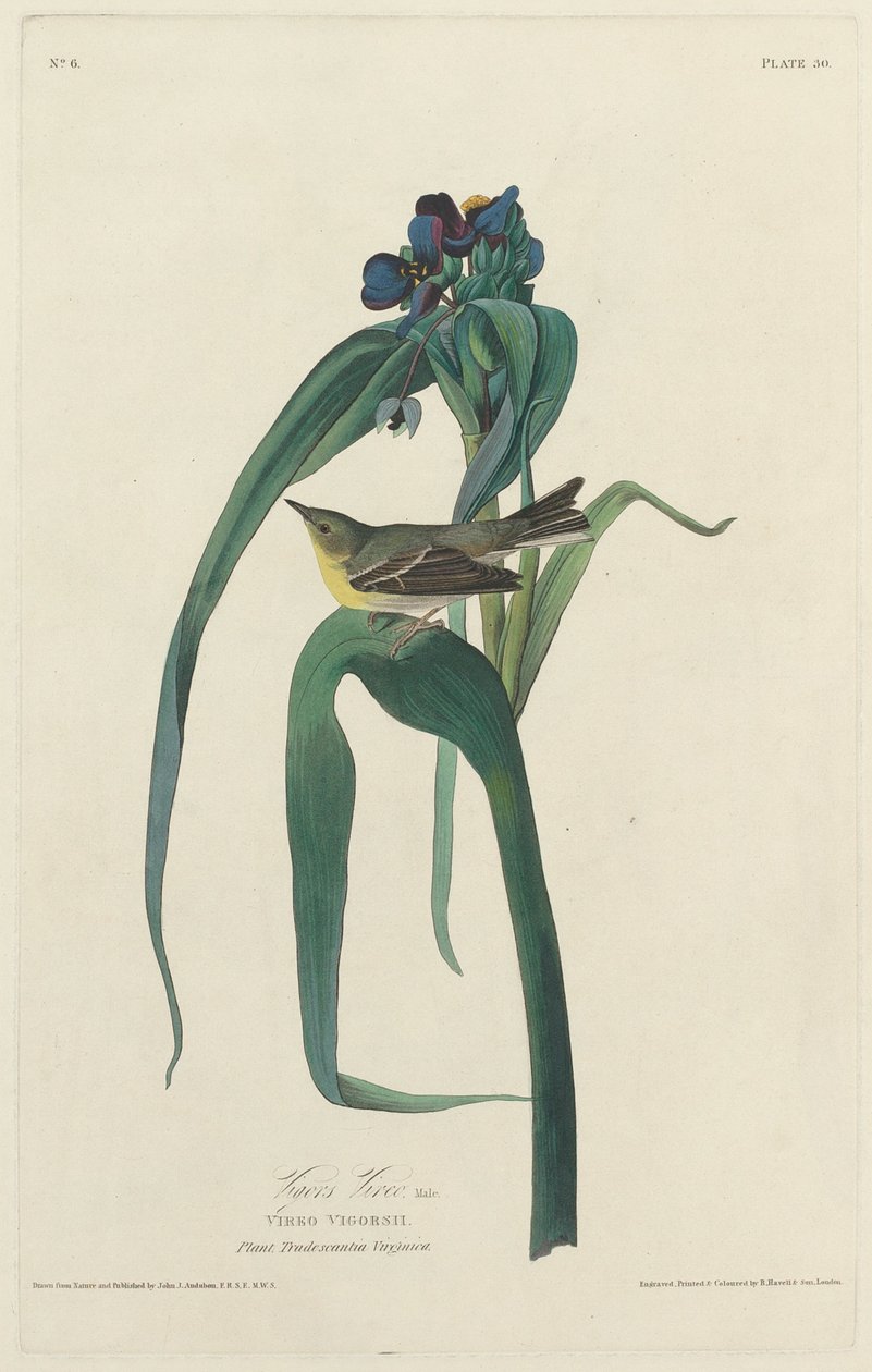 Vigors Vireo, 1828. autorstwa Robert Havell