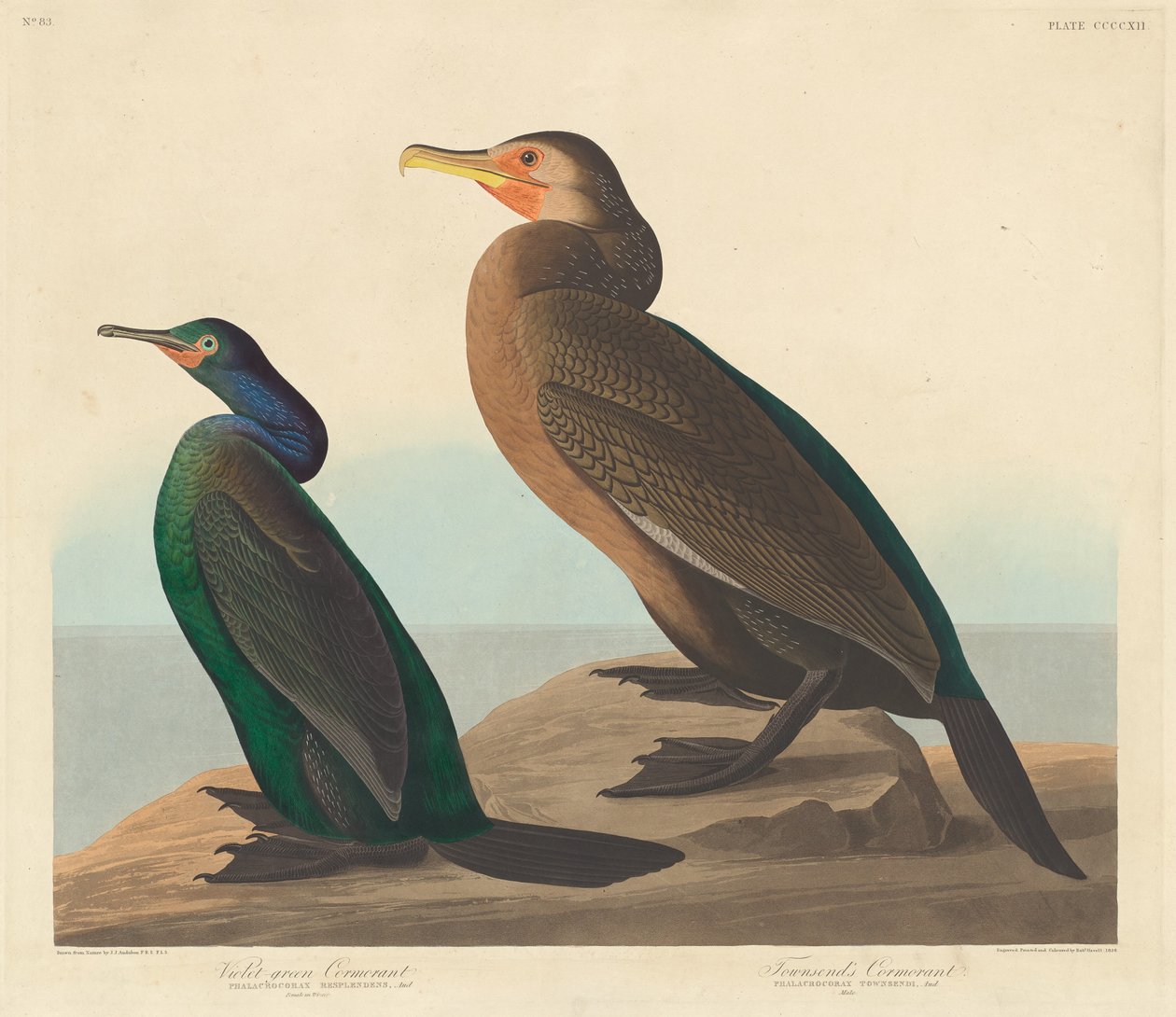 Kormoran fioletowozielony i kormoran Townsend, 1838. autorstwa Robert Havell