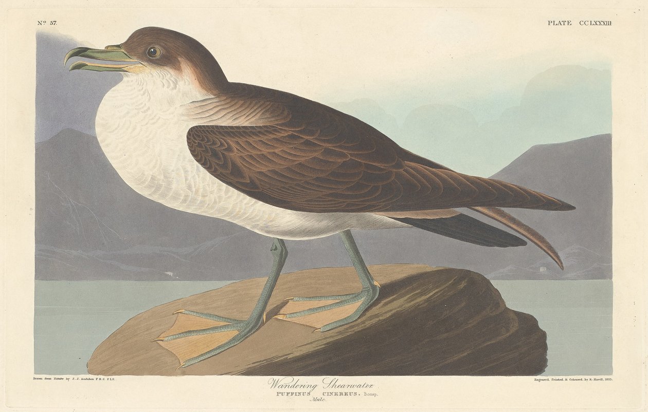 Burzyk wędrowny, 1835. autorstwa Robert Havell