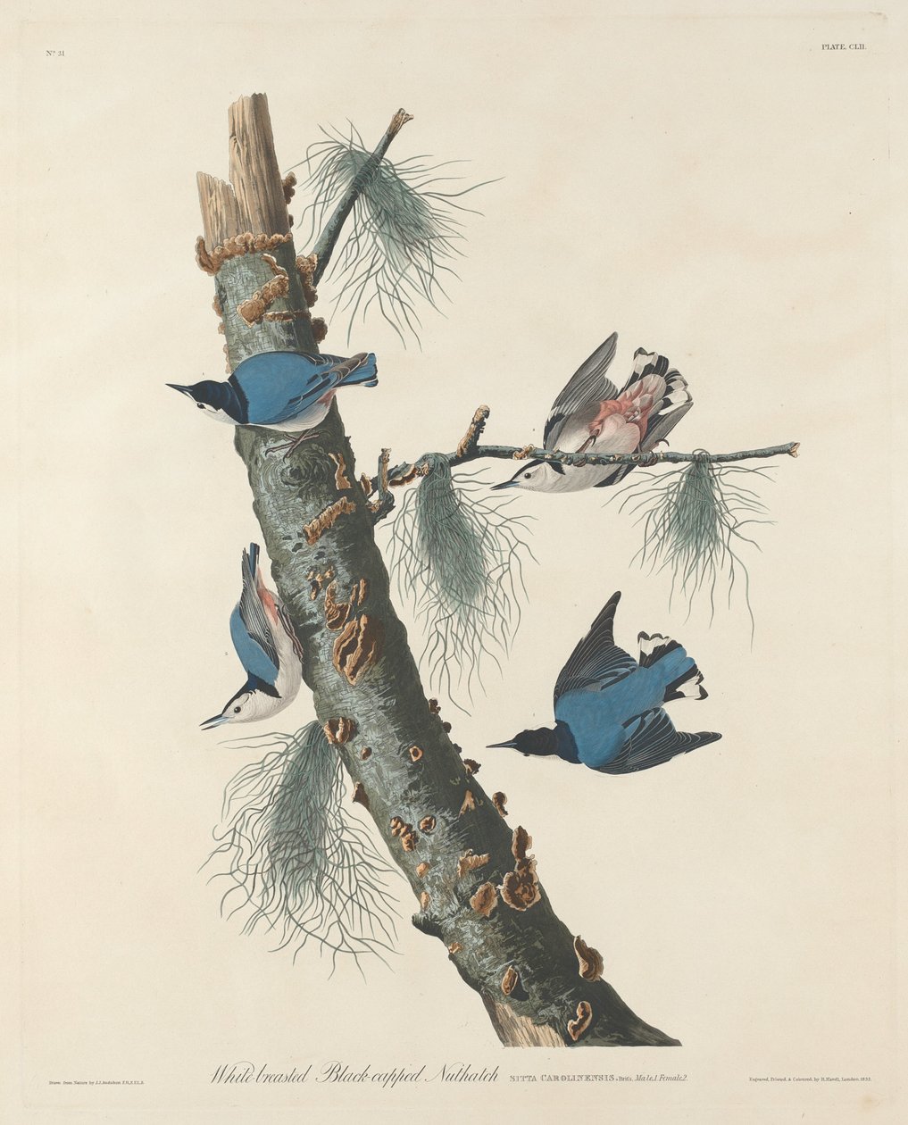 Kowalik białopierśny, czarnogłowy, 1832. autorstwa Robert Havell