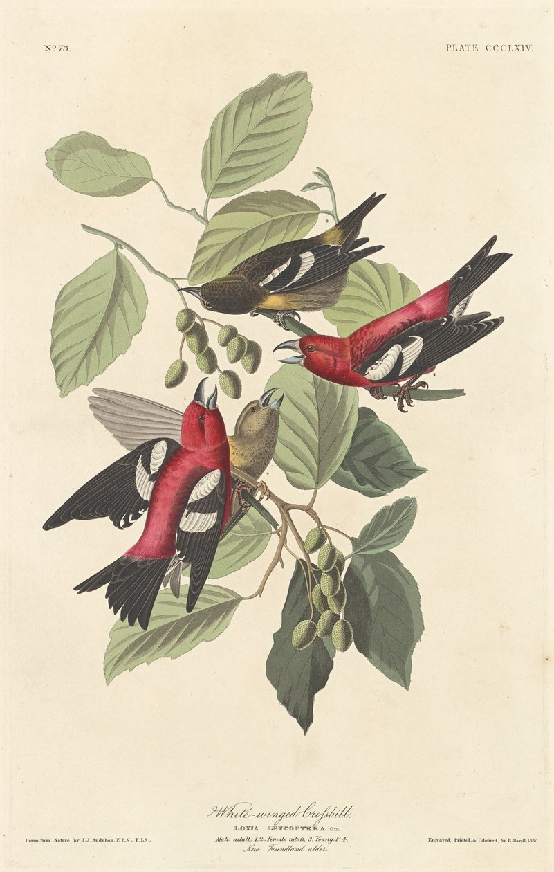 Krzyżodziób białoskrzydły, 1837. autorstwa Robert Havell