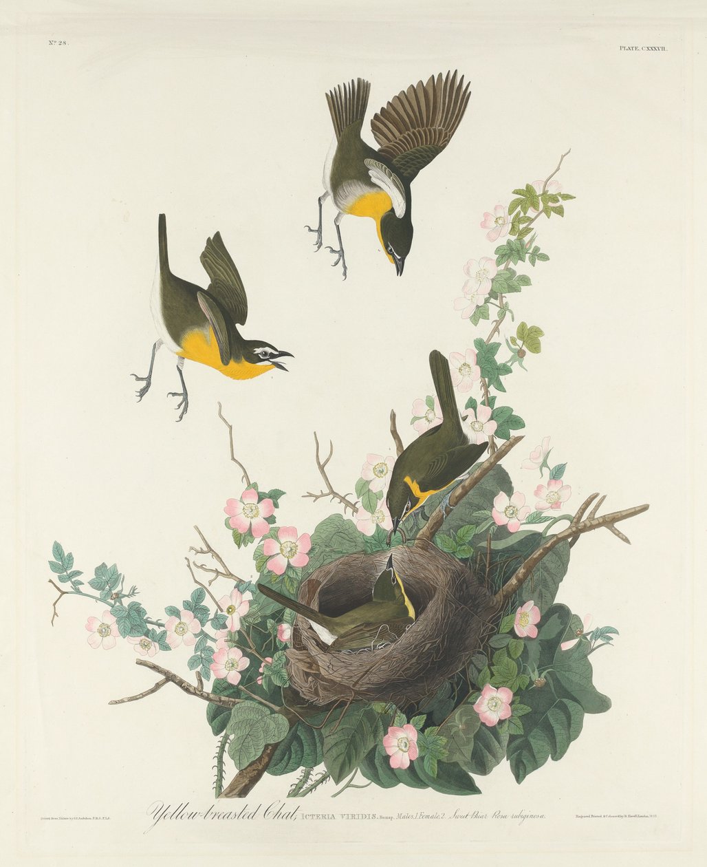 Czat z żółtymi piersiami, 1832. autorstwa Robert Havell