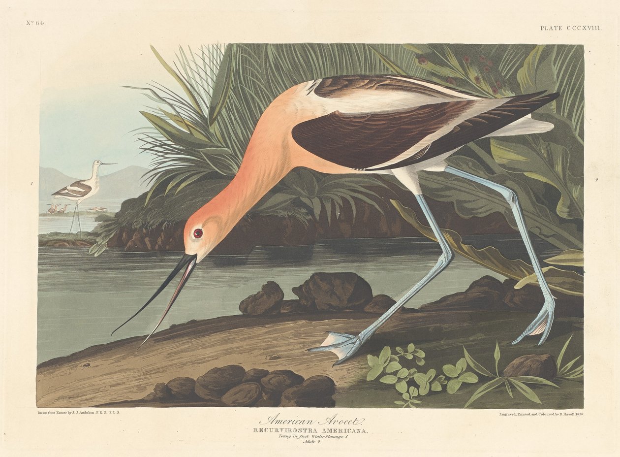 Amerykańska szabla autorstwa Robert Havell after John James Audubon