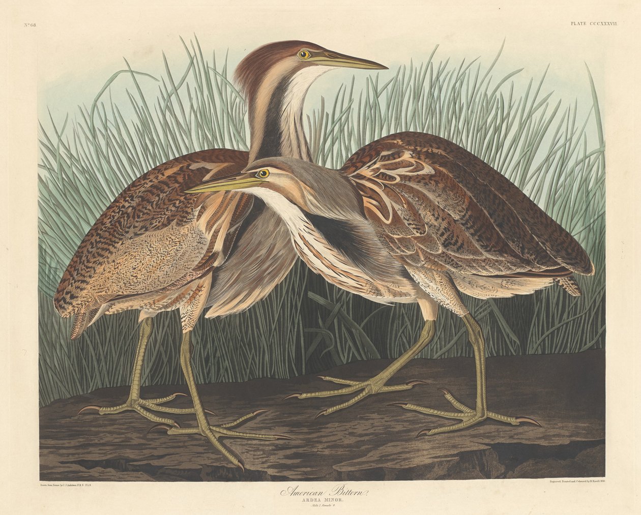 Bąk amerykański autorstwa Robert Havell after John James Audubon