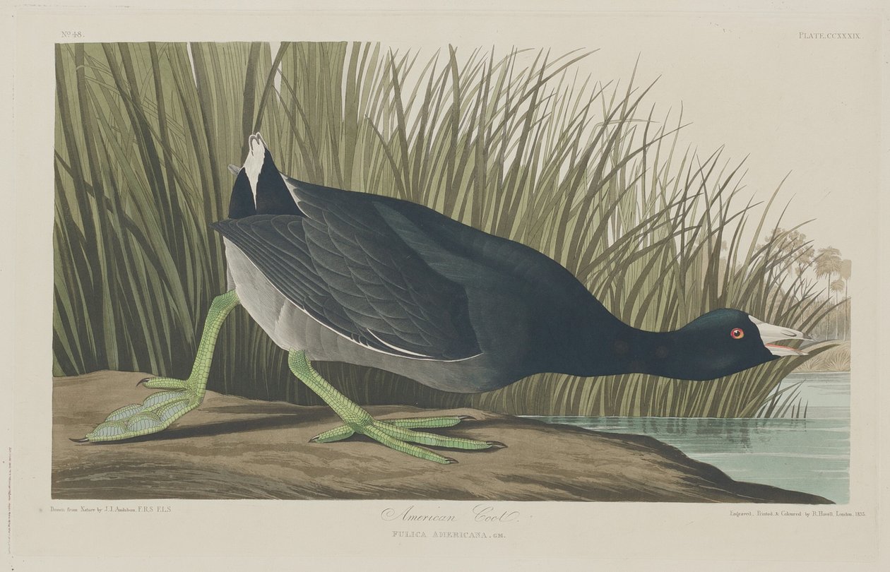 amerykański łyska autorstwa Robert Havell after John James Audubon