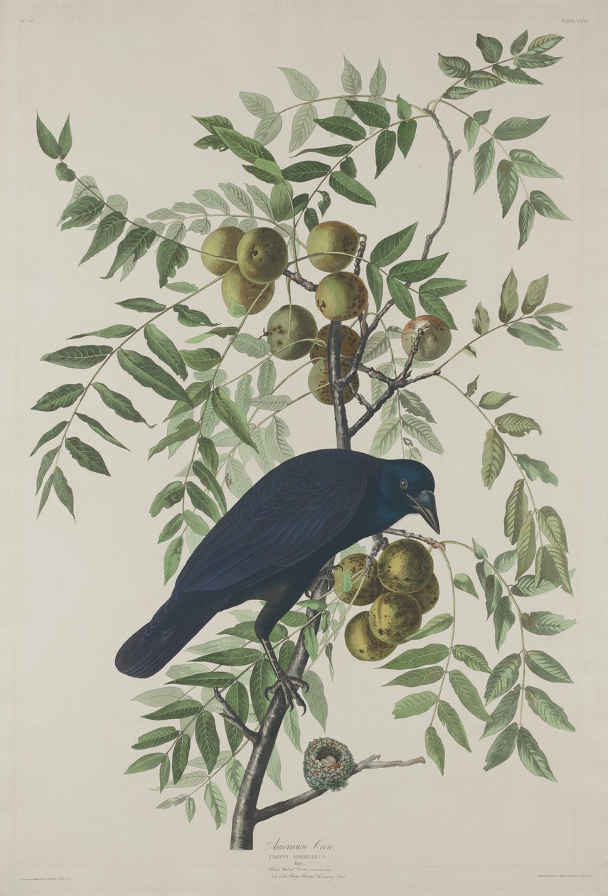 Amerykańska wrona autorstwa Robert Havell after John James Audubon
