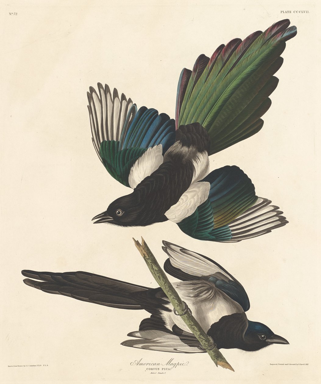 Sroka amerykańska autorstwa Robert Havell after John James Audubon