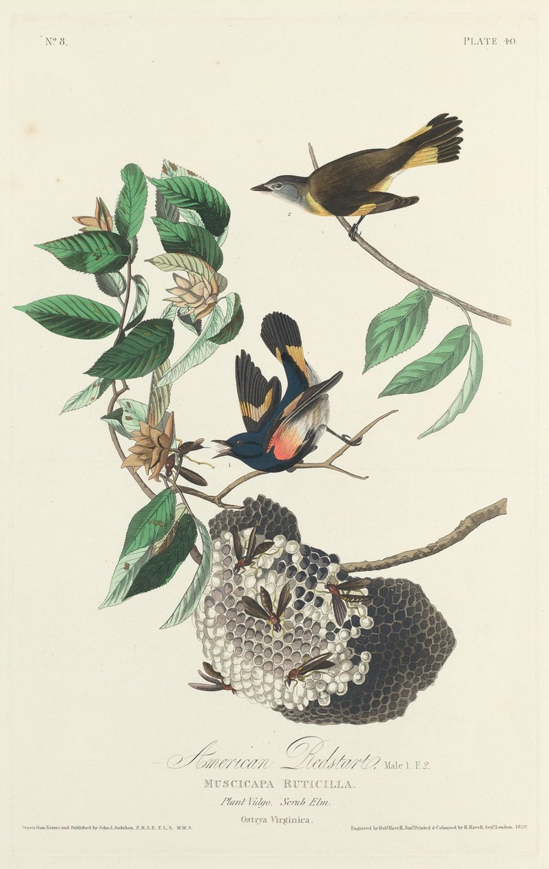 Kopciuszek amerykański autorstwa Robert Havell after John James Audubon