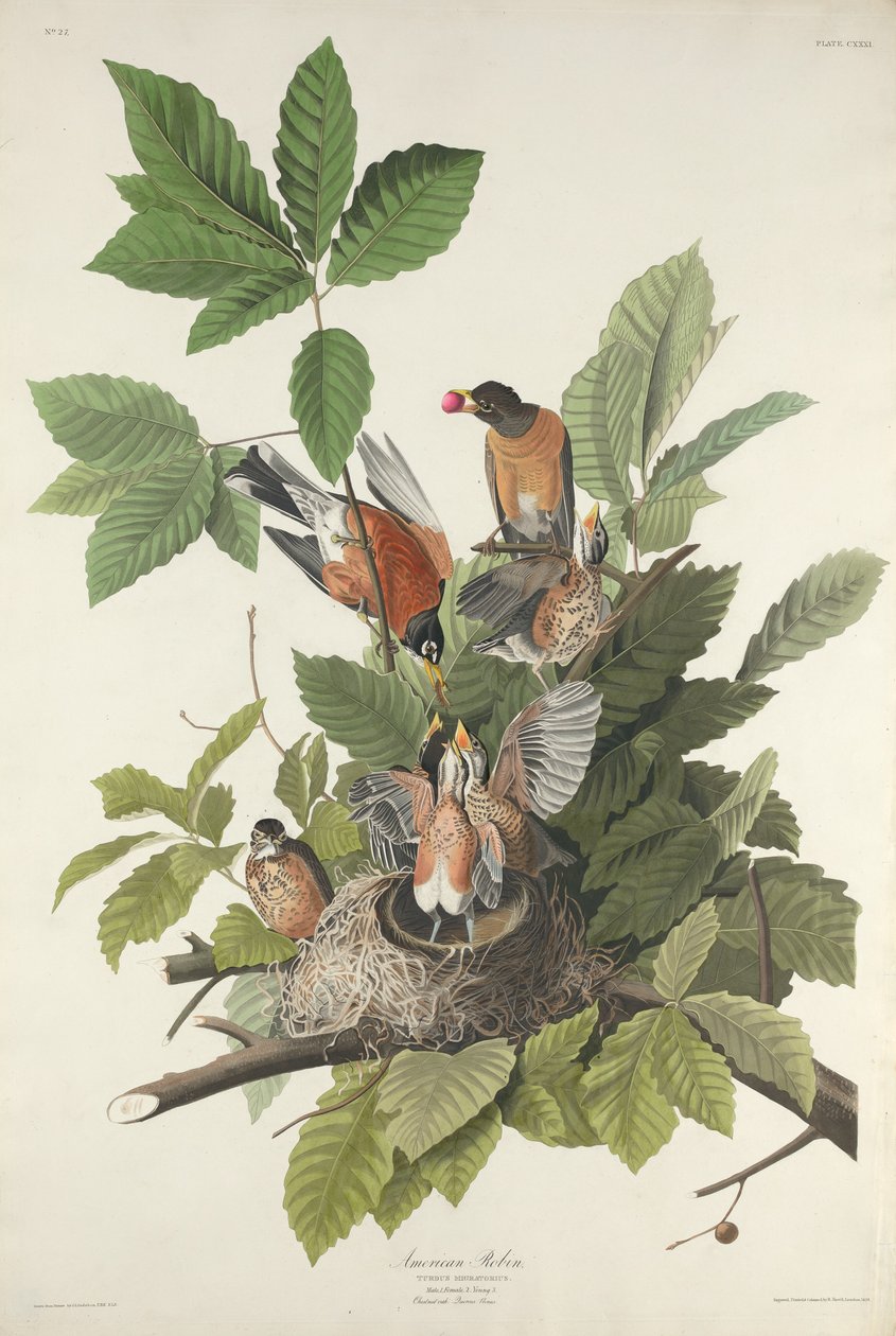 Amerykański Robin autorstwa Robert Havell after John James Audubon