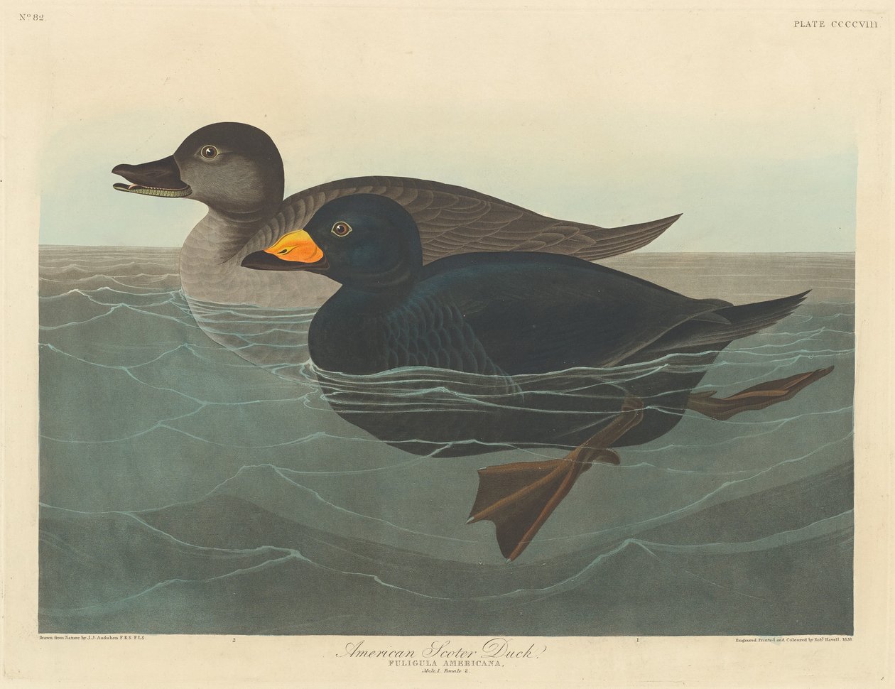 Amerykańska markaczka autorstwa Robert Havell after John James Audubon