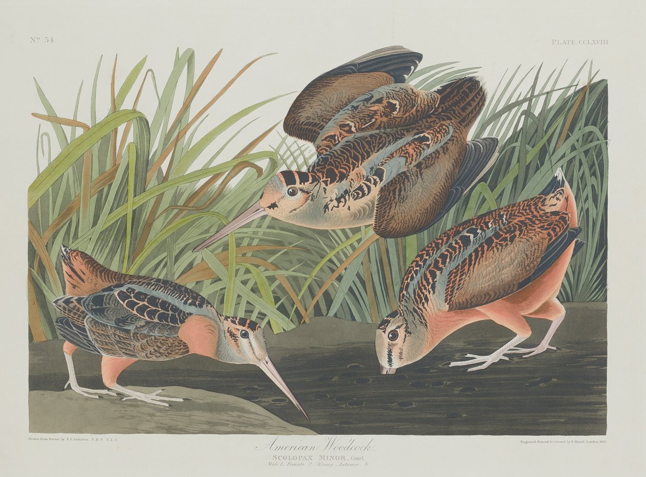 Słonka amerykańska autorstwa Robert Havell after John James Audubon