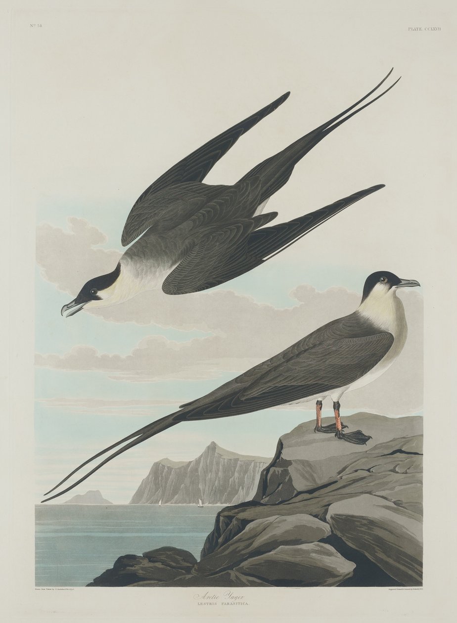 Arktyczny Jager autorstwa Robert Havell after John James Audubon