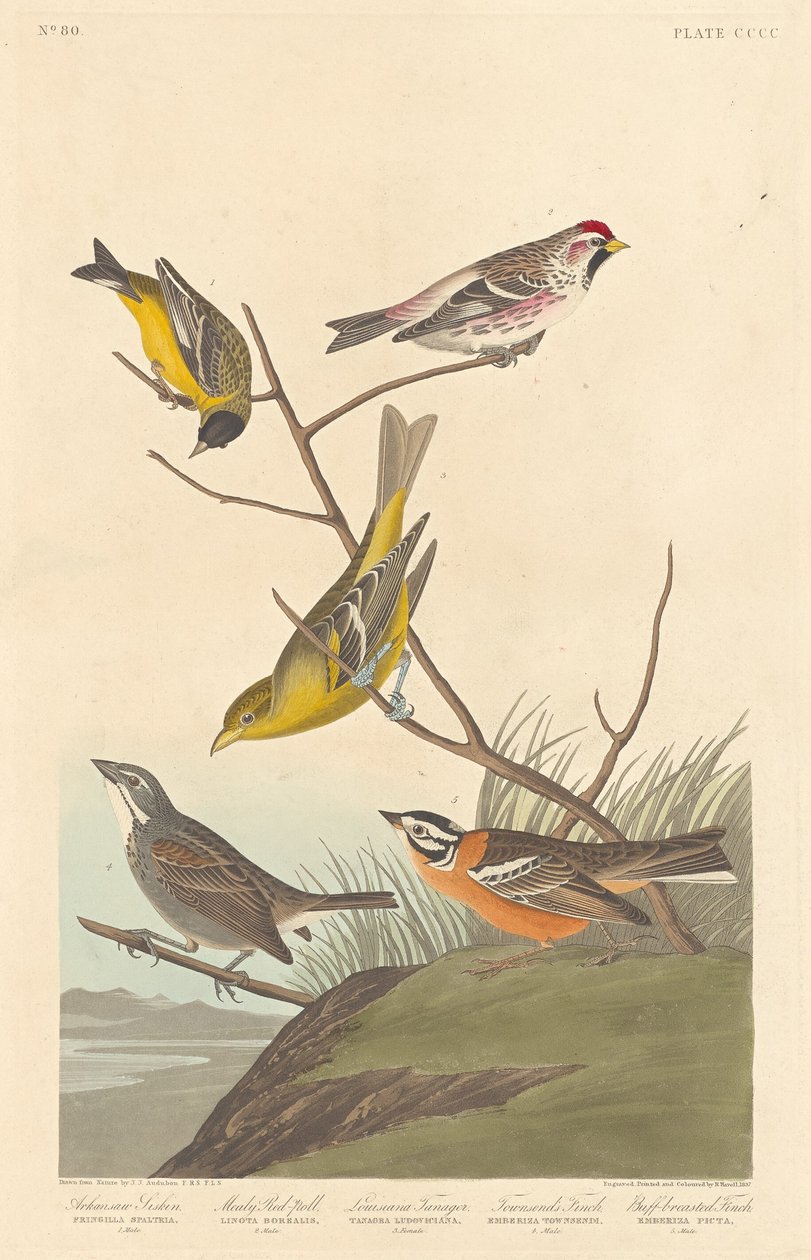 Czyż Arkansas, Mealy Redpoll, Louisiana Tanager, Townsend