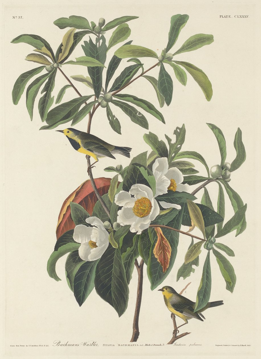 Pokrzewka Bachmana autorstwa Robert Havell after John James Audubon