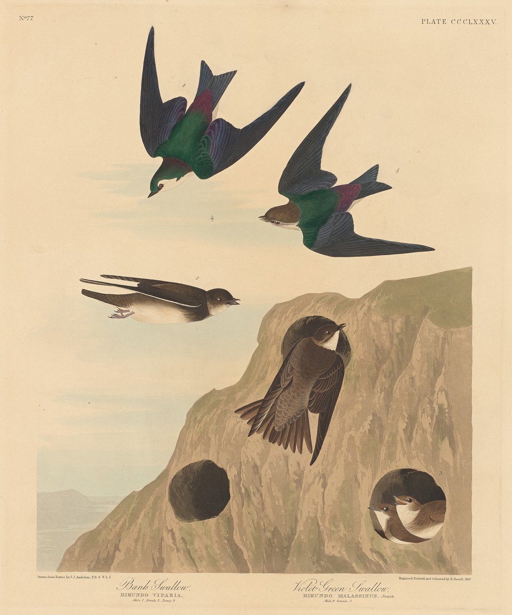 Jaskółka zwyczajna i fioletowo-zielona jaskółka autorstwa Robert Havell after John James Audubon
