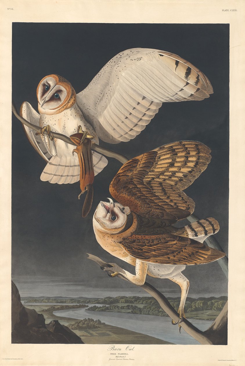 Płomykówka autorstwa Robert Havell after John James Audubon