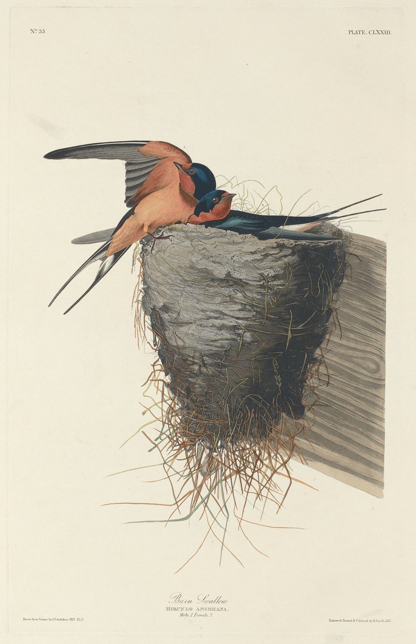 Jaskółka stodoła autorstwa Robert Havell after John James Audubon