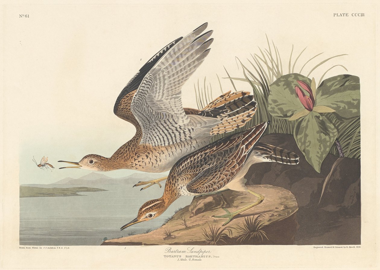 Bartram Sandpiper autorstwa Robert Havell after John James Audubon