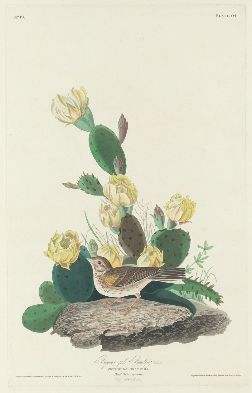 Trznadel gniadoskrzydły autorstwa Robert Havell after John James Audubon