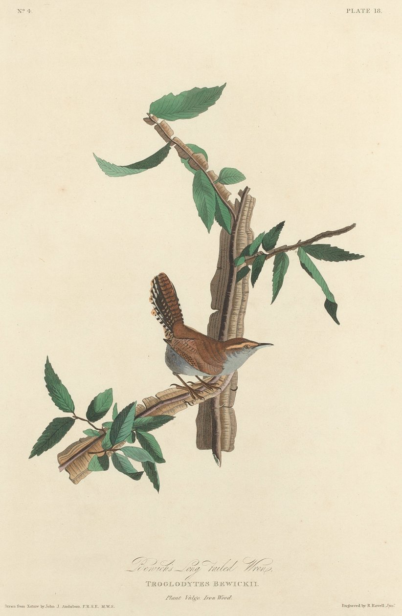Strzyżyk długoogoniasty Bewicka autorstwa Robert Havell after John James Audubon