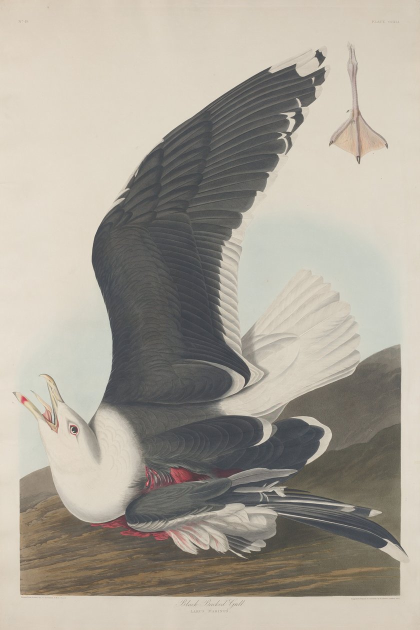 Mewa czarnogrzbieta autorstwa Robert Havell after John James Audubon