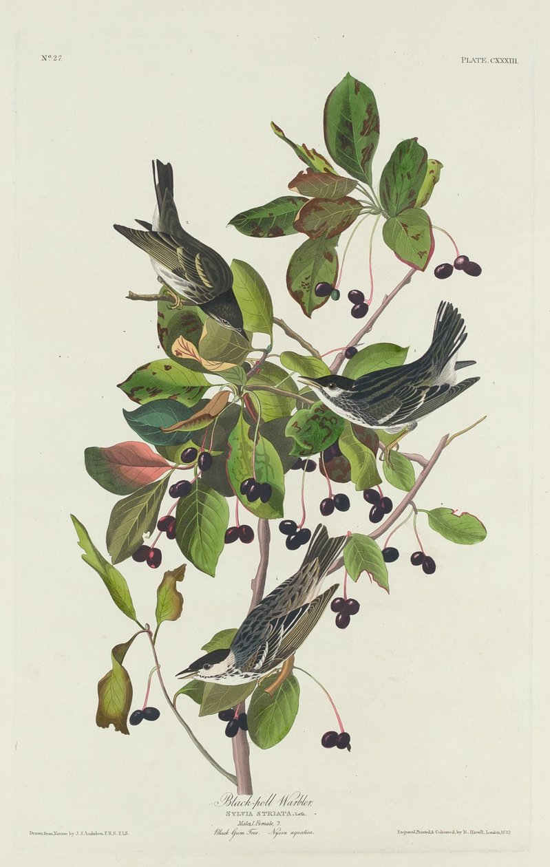 Pokrzewka czarnobasenowa autorstwa Robert Havell after John James Audubon