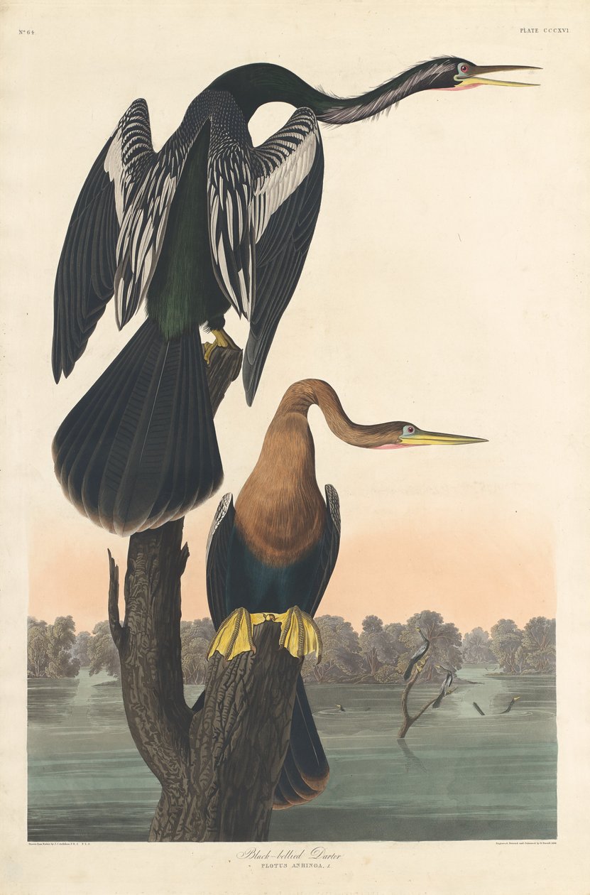 Czarnobrzuchy Darter autorstwa Robert Havell after John James Audubon