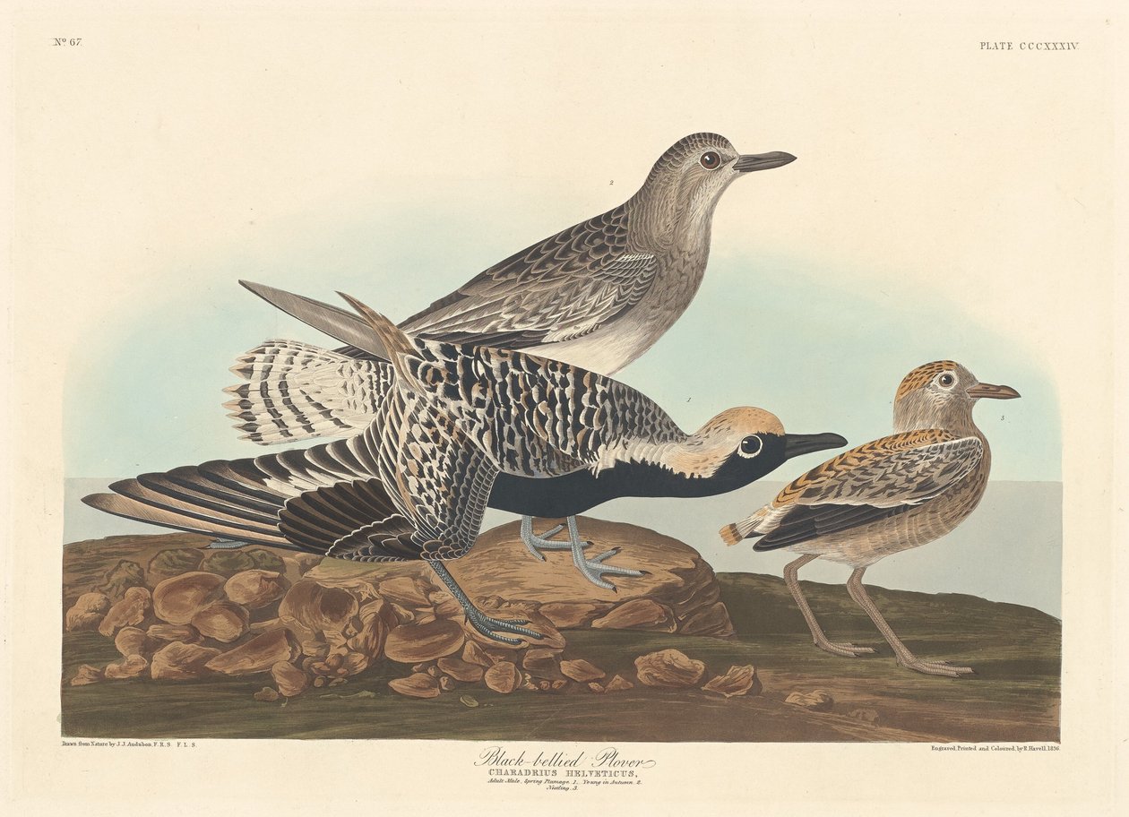 Sieweczka czarnobrzucha autorstwa Robert Havell after John James Audubon