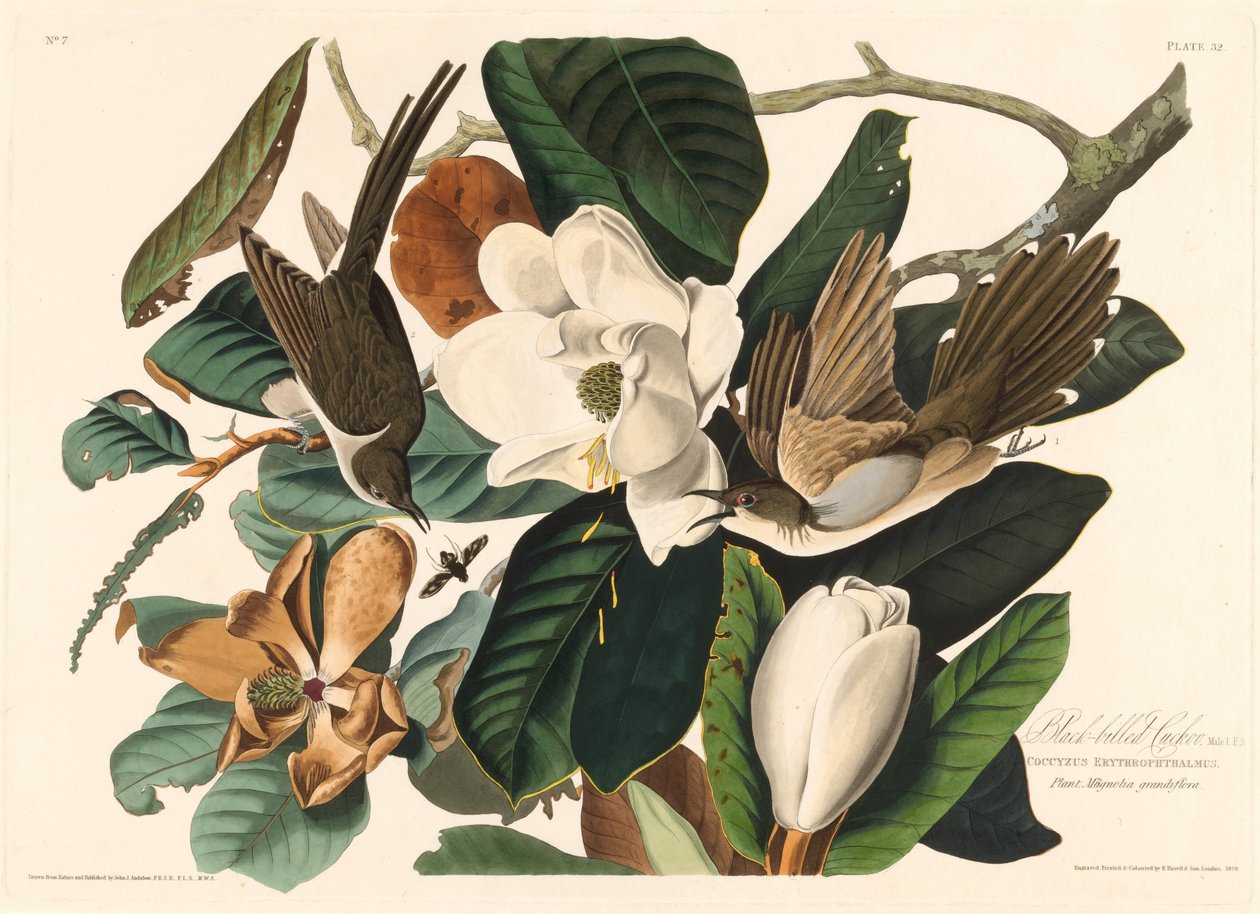 Kukułka czarnodzioba autorstwa Robert Havell after John James Audubon