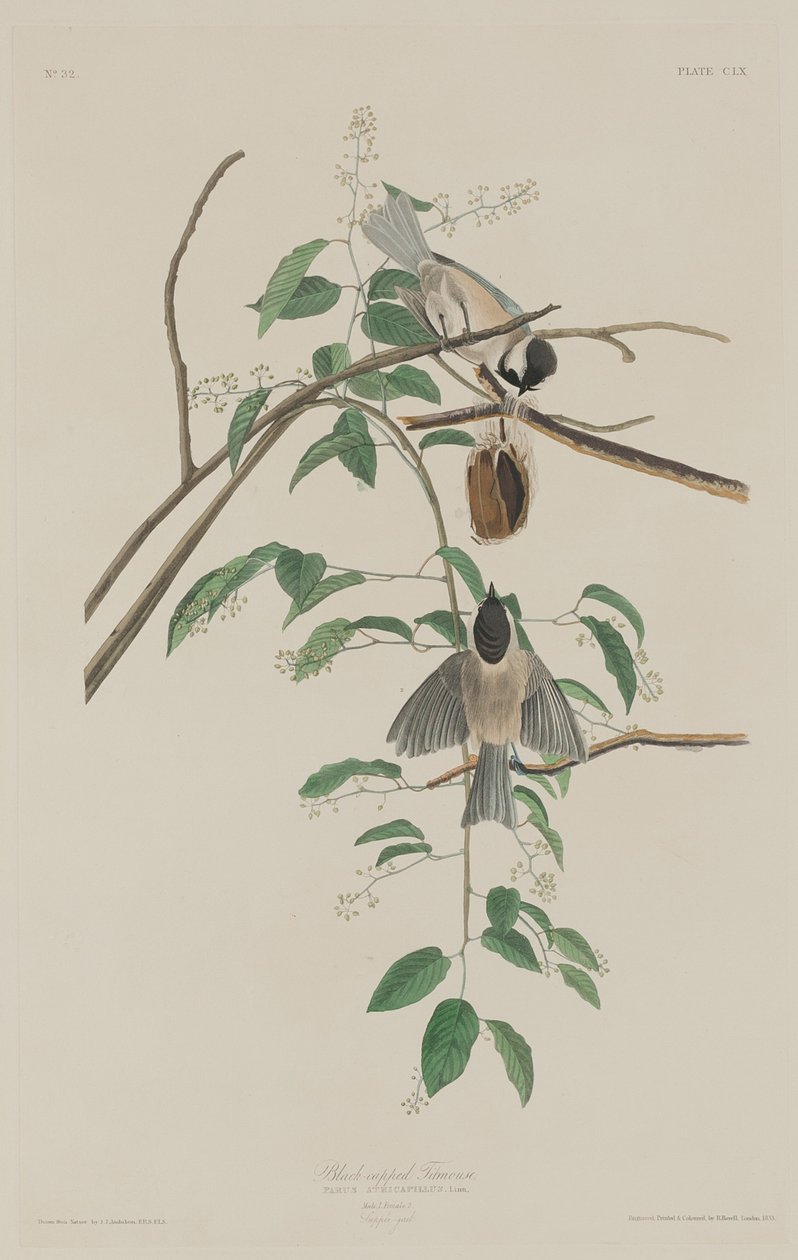 Sikorki czarnogłowe autorstwa Robert Havell after John James Audubon