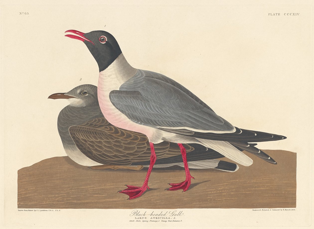 śmieszka autorstwa Robert Havell after John James Audubon