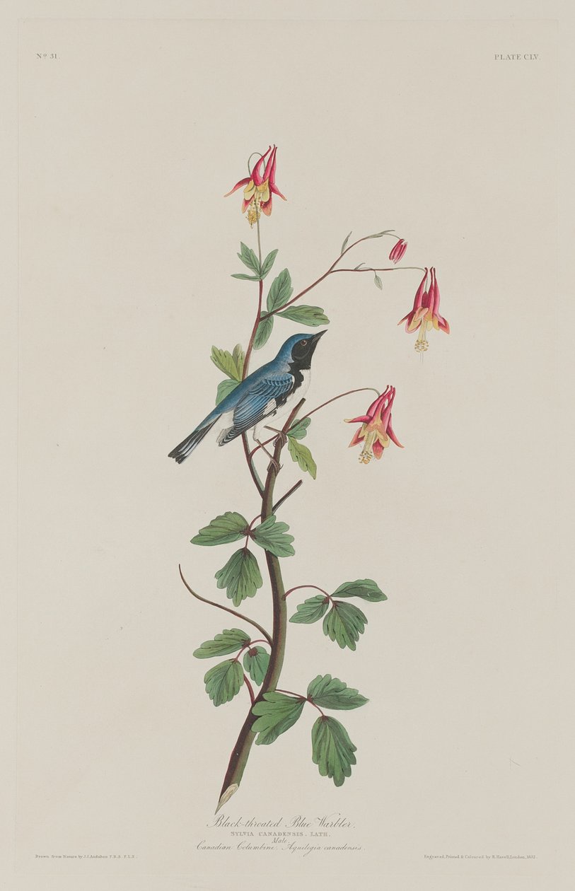 Błękitna gajówka czarnogardła autorstwa Robert Havell after John James Audubon
