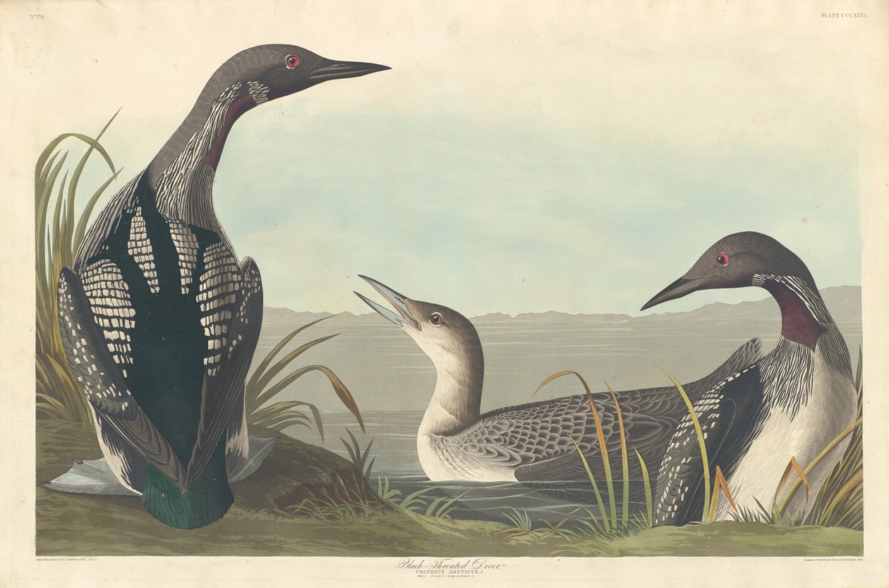 Czarnogardły nurek autorstwa Robert Havell after John James Audubon