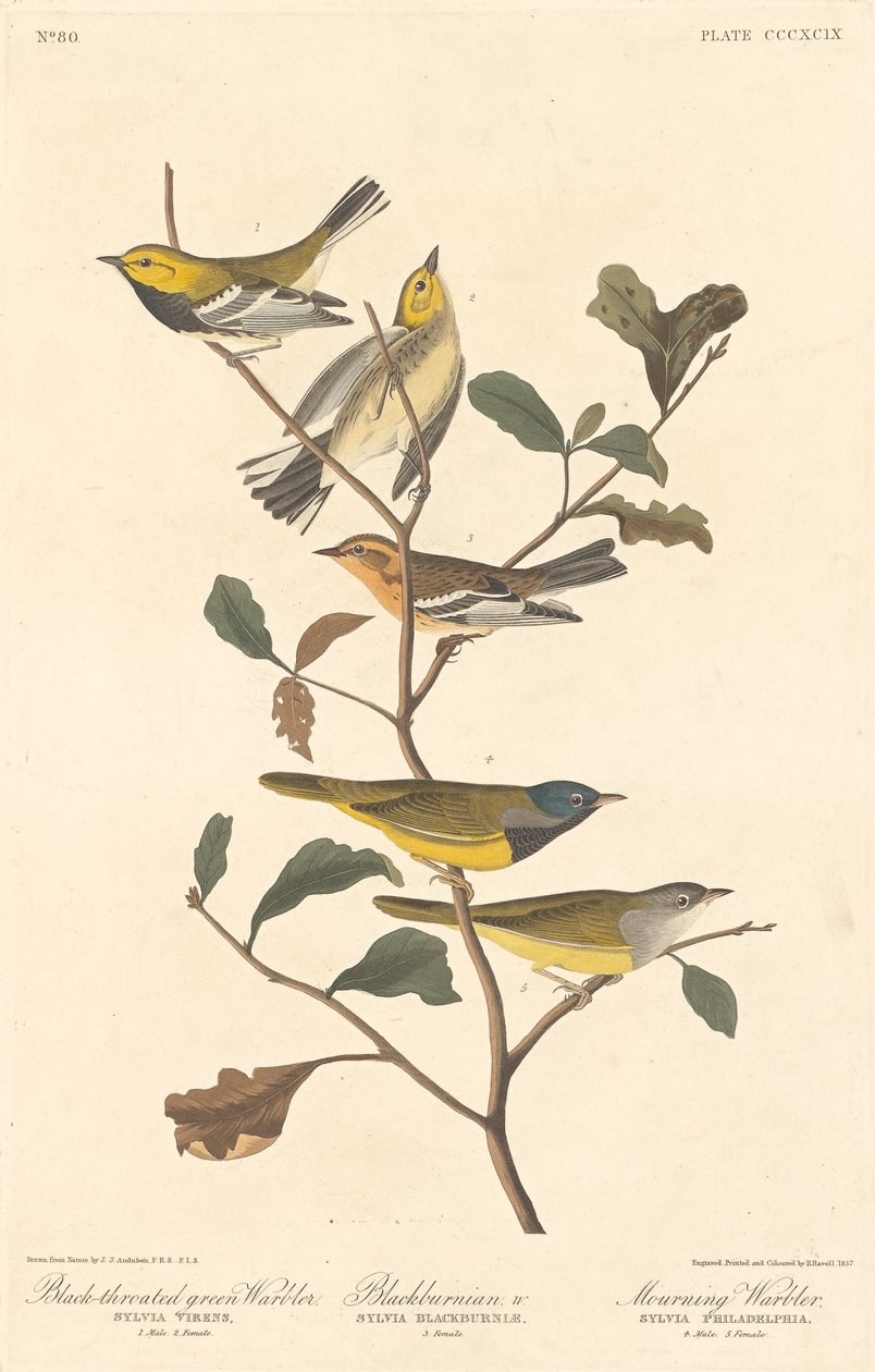 Pokrzewka czarnogardła, pokrzewka czarnobrązowa i pokrzewka żałobna autorstwa Robert Havell after John James Audubon