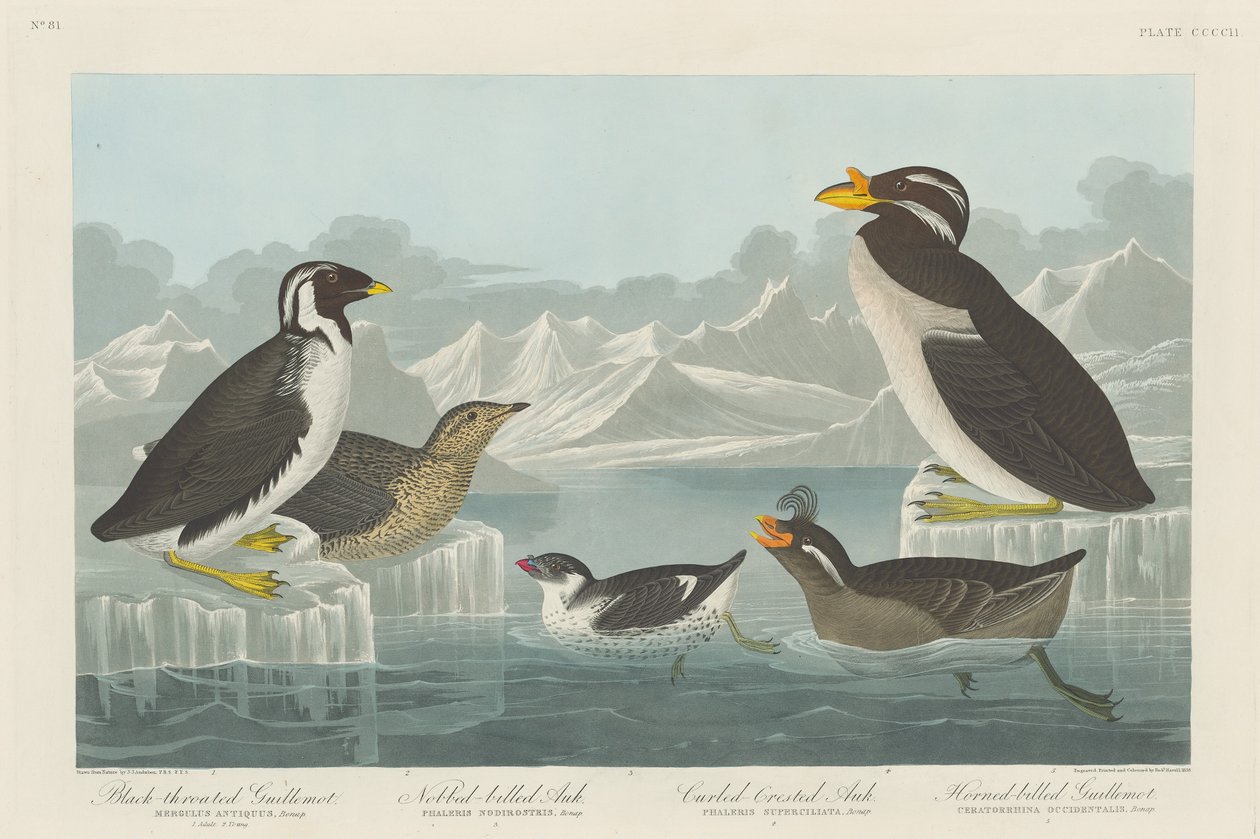 Guillemot czarnogardły, alczyk szlachecki, alczyk kędzierzawy i guillemot rogaty autorstwa Robert Havell after John James Audubon