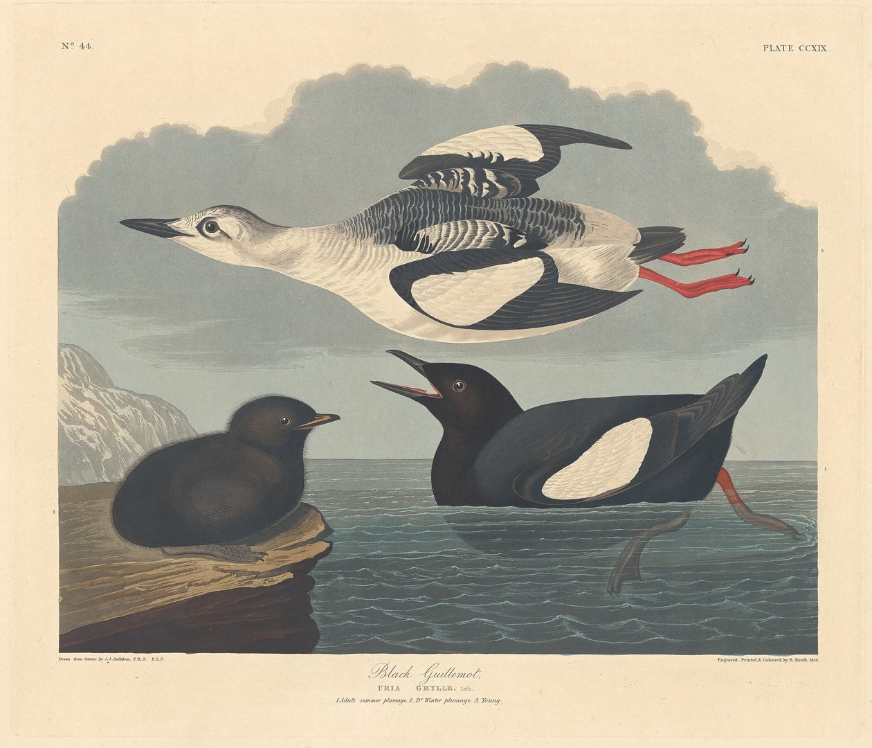 Czarny Guillemot autorstwa Robert Havell after John James Audubon