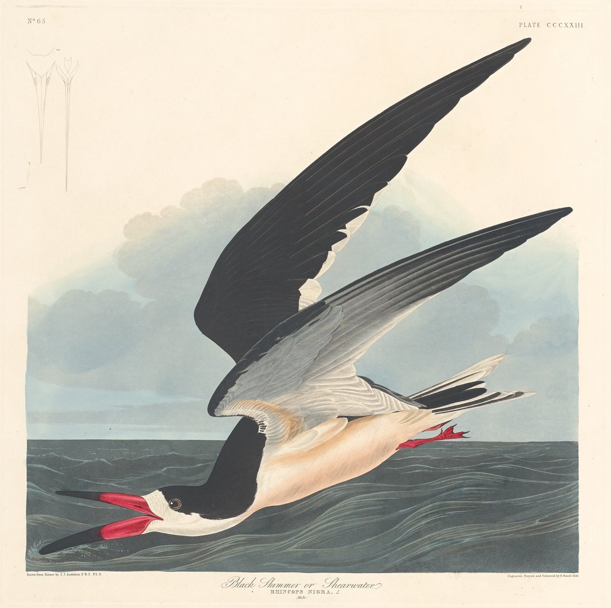 Czarny skimmer autorstwa Robert Havell after John James Audubon