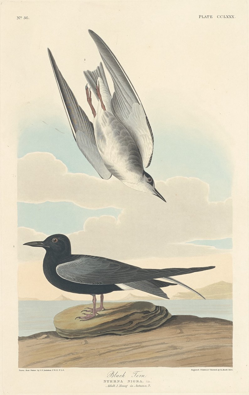 Rybitwa czarna autorstwa Robert Havell after John James Audubon