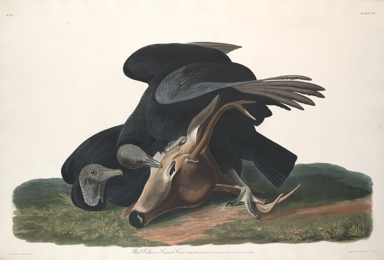 Czarny Sęp autorstwa Robert Havell after John James Audubon