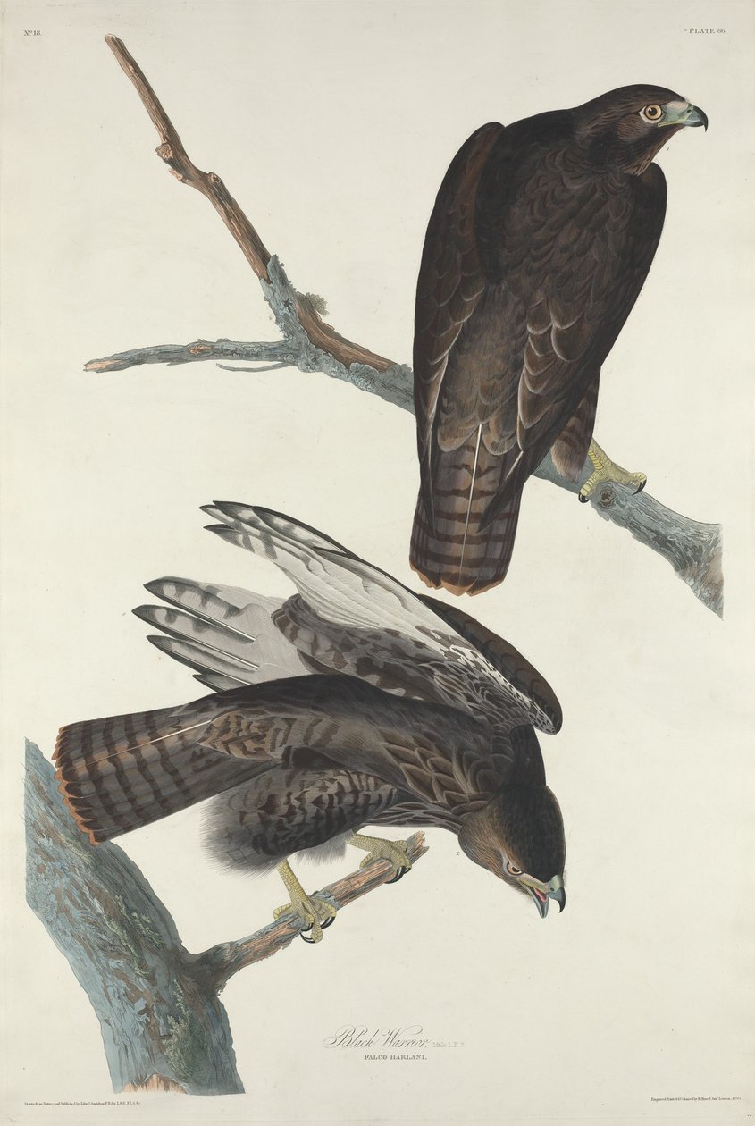 Czarny wojownik autorstwa Robert Havell after John James Audubon