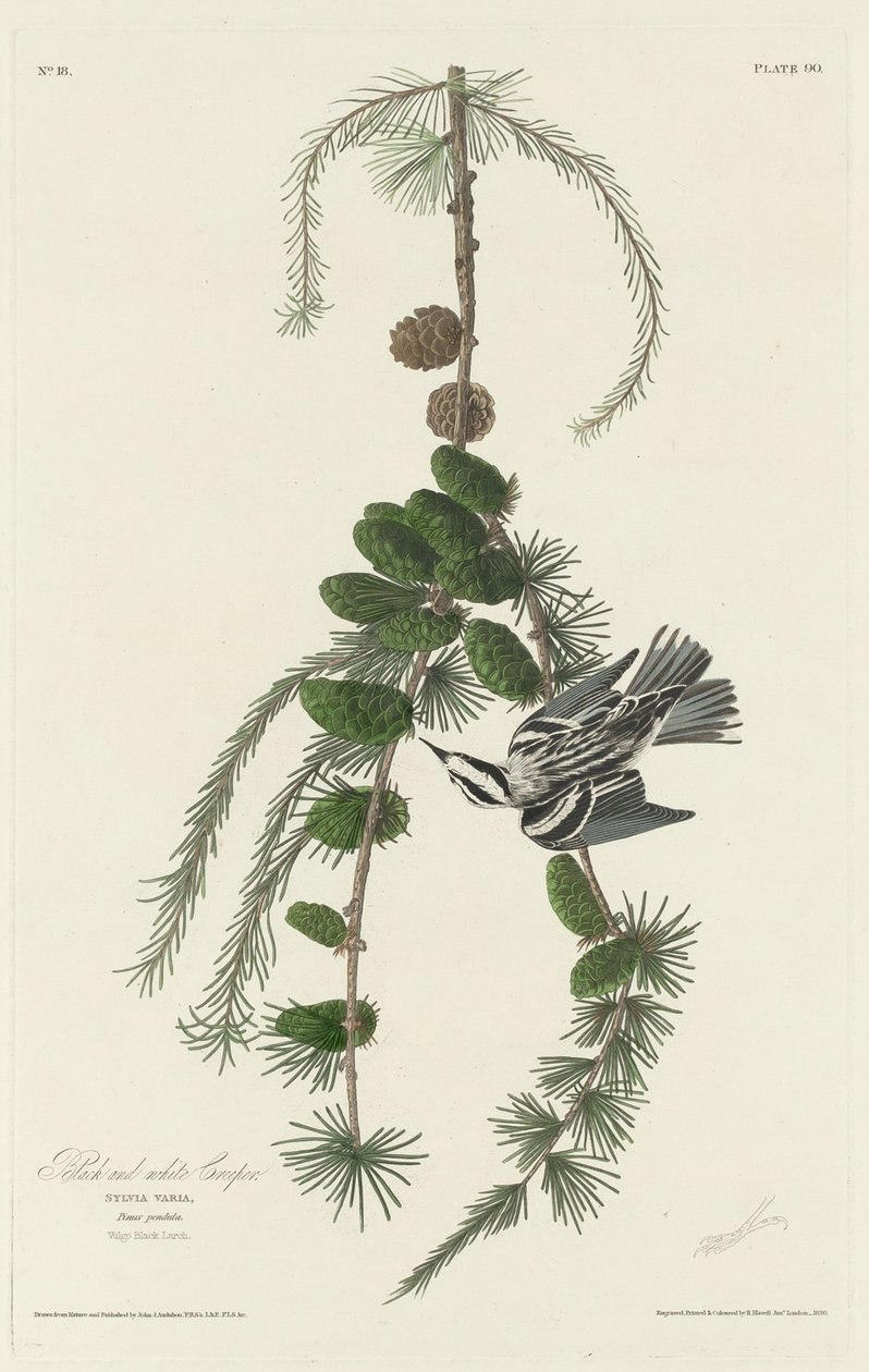 Czarno-biały pełzacz autorstwa Robert Havell after John James Audubon