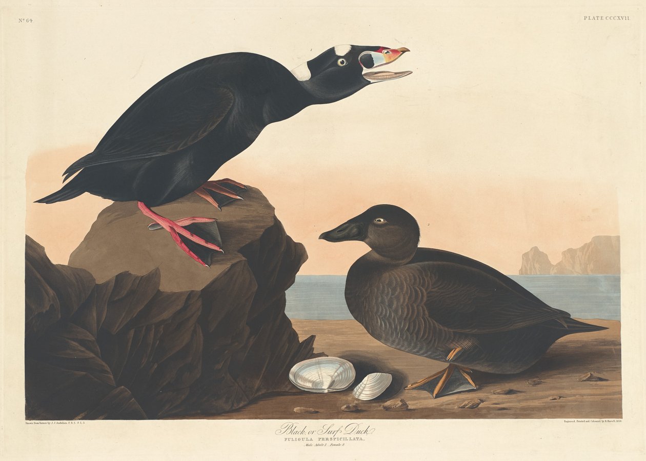 Kaczka czarna lub surfowa autorstwa Robert Havell after John James Audubon