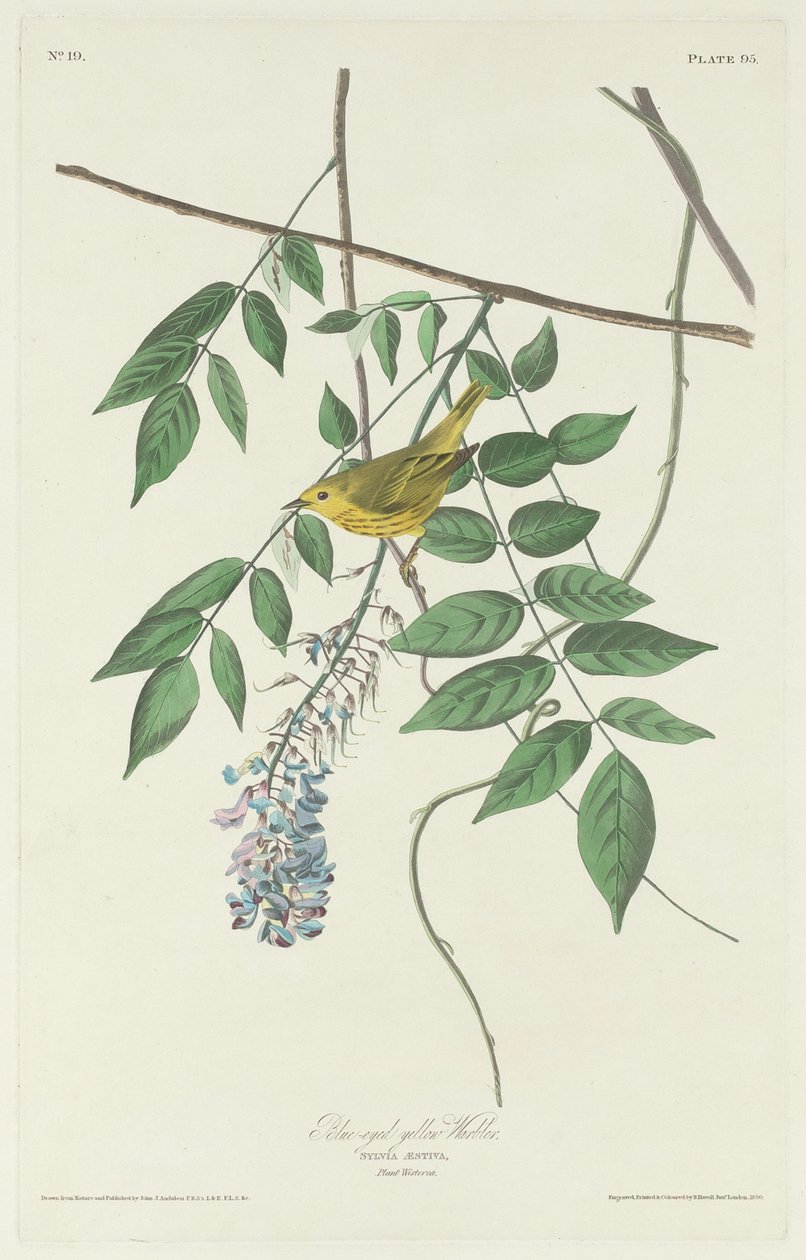 Niebieskooka żółta gajówka autorstwa Robert Havell after John James Audubon