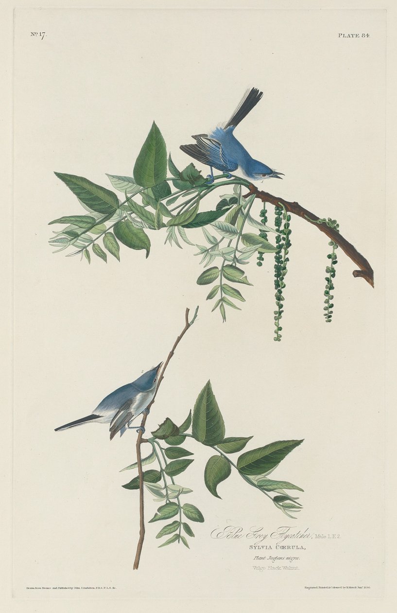 Niebiesko-szara muchołówka autorstwa Robert Havell after John James Audubon
