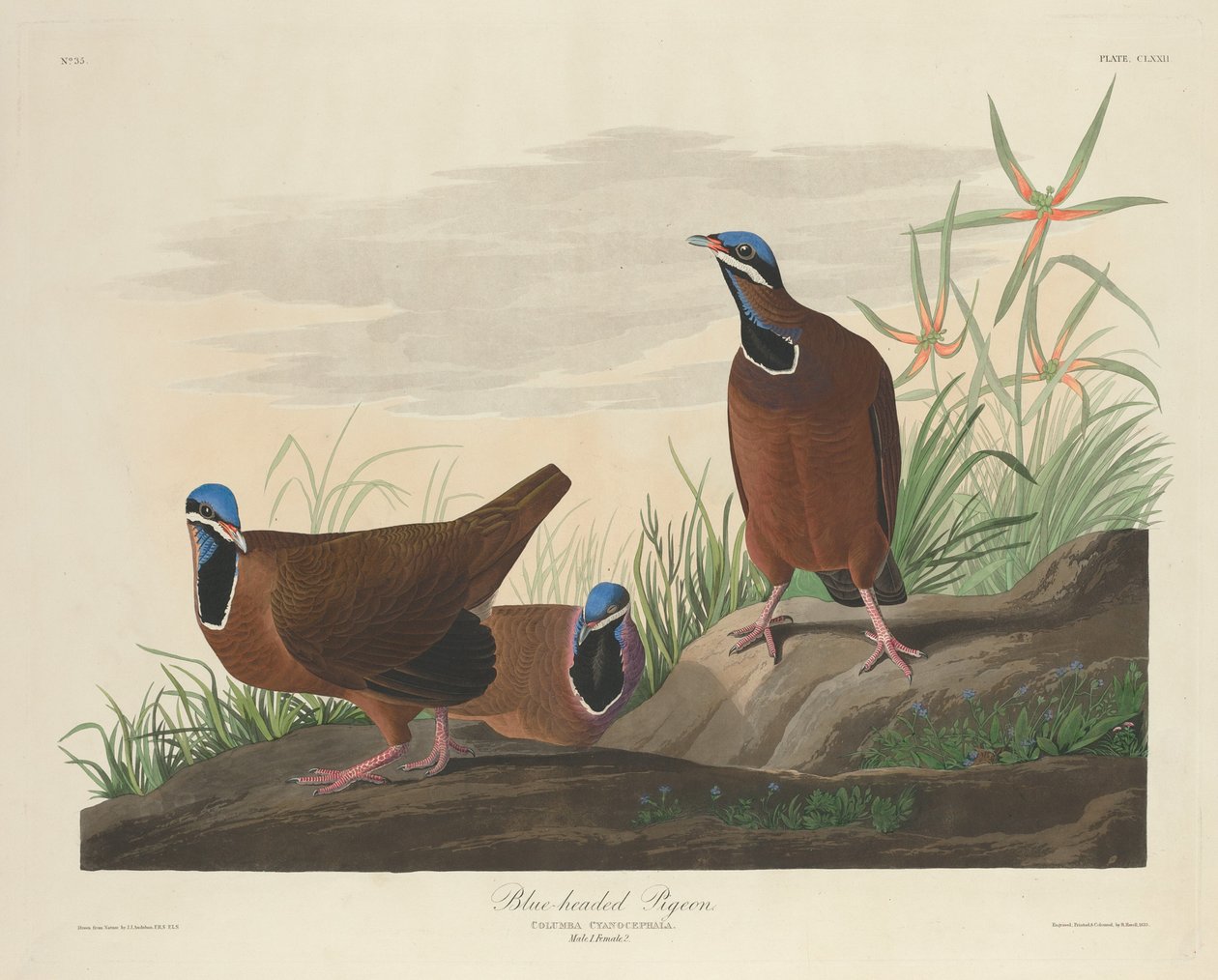 Gołąb niebieskogłowy autorstwa Robert Havell after John James Audubon