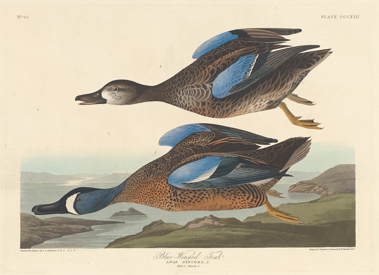 Niebieskoskrzydła cyraneczka autorstwa Robert Havell after John James Audubon