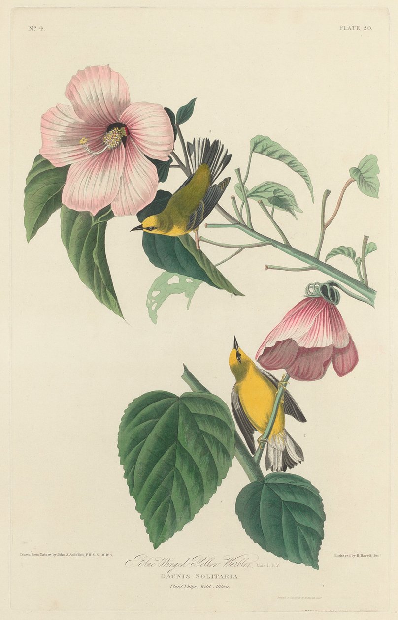 Niebieskoskrzydła żółta pokrzewka autorstwa Robert Havell after John James Audubon