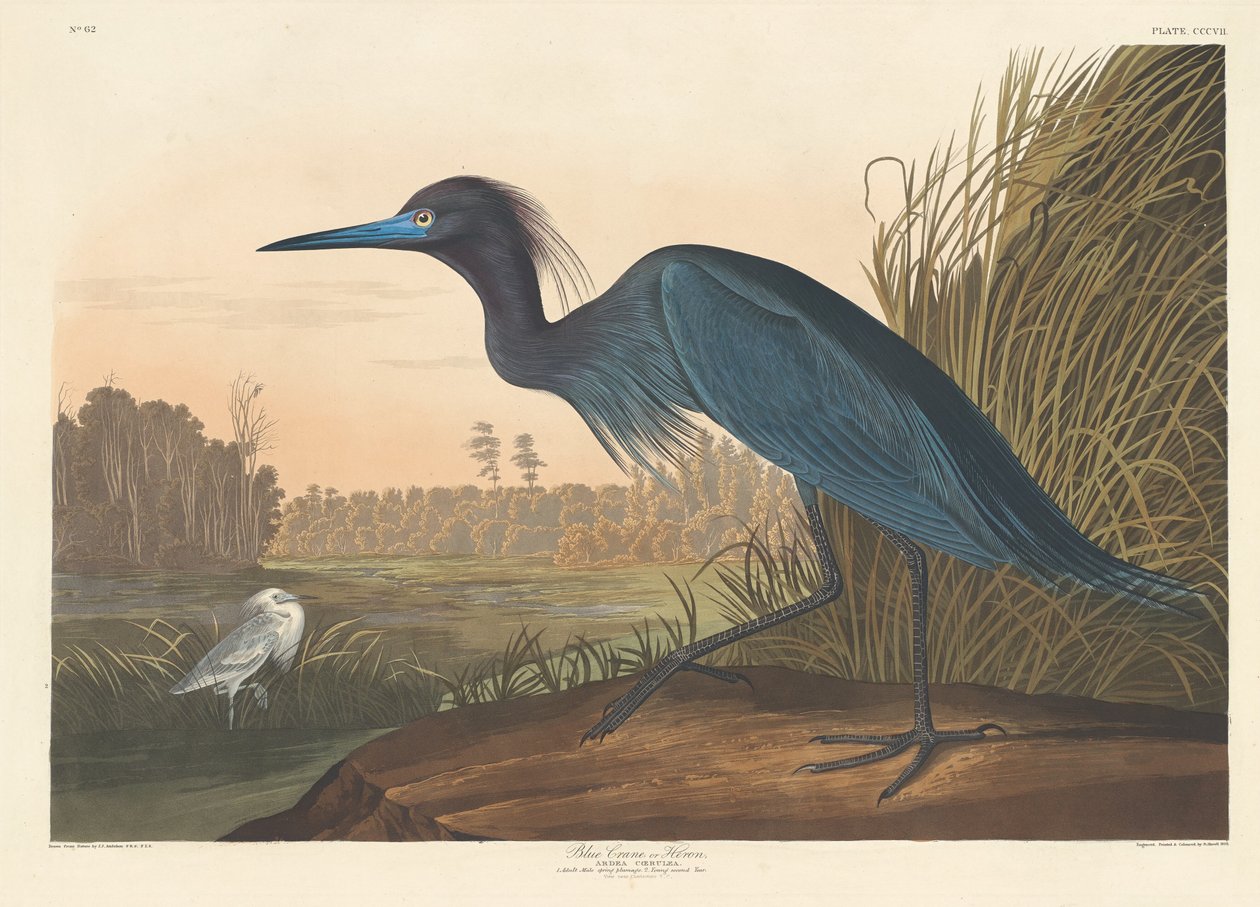 Niebieski Żuraw lub Czapla autorstwa Robert Havell after John James Audubon