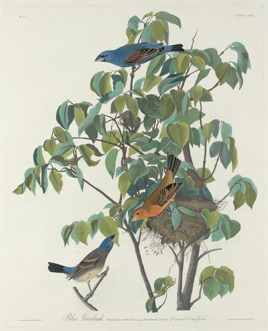 Niebieski grubodziób autorstwa Robert Havell after John James Audubon